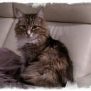 Dominique Lam - @DrDominiqueLam - Twitter