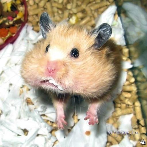 AmielizaTN1993's profile picture. Love doesn’t make the world go ’round. Love is what makes the ride worthwhile