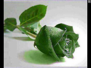 iamreenasingh's profile picture. Work Hard in Silence Let ur Success be ur Thunder