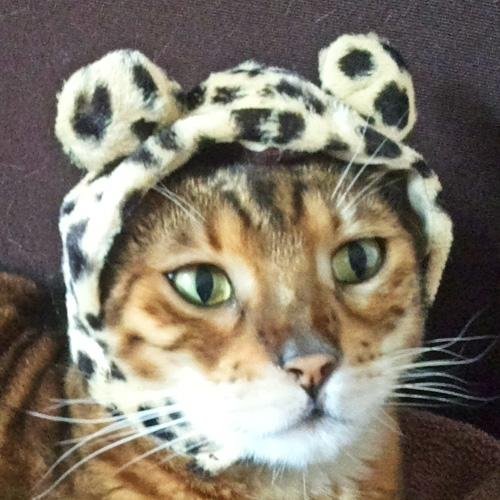 「あなたがうれしいと わたしもうれしい」をモットーに、猫ちゃんに喜んでもらえるようなキャットタワーを開発・販売しております🐈
シニア猫ちゃん向けのタワーや大型猫ちゃん向けのタワー等もご準備しております😻
お問い合わせは【03-3856-1741】までお電話をお待ちしております✨