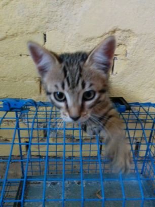 Nipote di gappista emiliano.