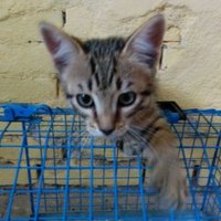 Moreno (@proxima8) 's Twitter Profile