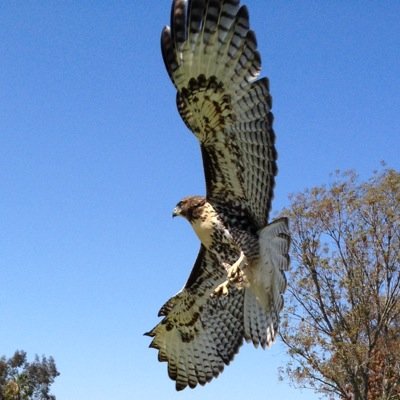 I'm a bird.