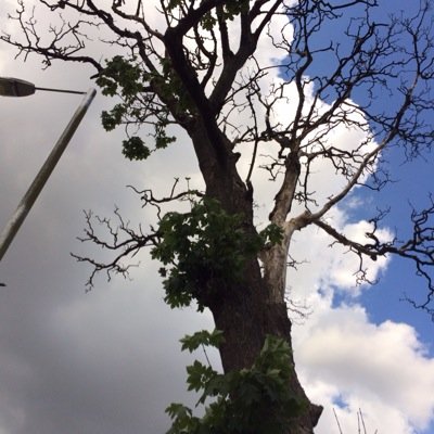 Qualified #treesurgeons offer a full range of #arboricultural services for both #domestic & #commercial clients. #Tameside #NorthWest #amtreeservicesUK