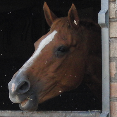 Just knocking about, me and my horse.