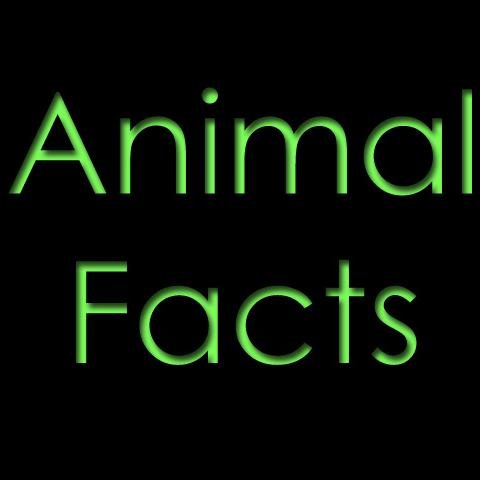 THE official account of @101AnimalFacts. Interesting facts about animals