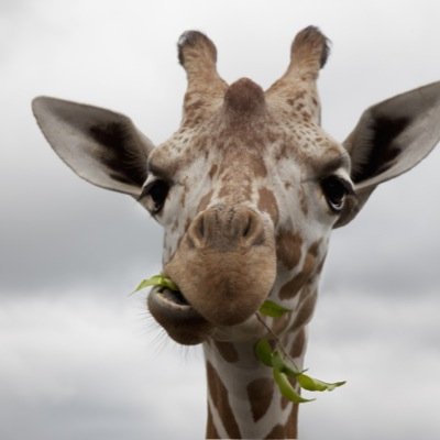 GiraffeFollower's profile picture. No longer use this account