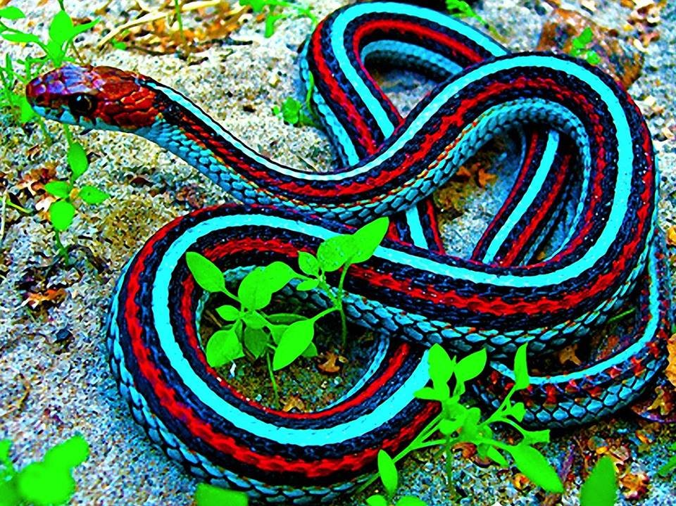 SefaHafsa's profile picture. 