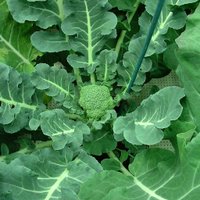 WarwickPlantScience (@warwickplantsci) 's Twitter Profile