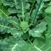 WarwickPlantScience (@warwickplantsci) Twitter profile photo WarwickPlantScience (@warwickplantsci) Twitter profile photo