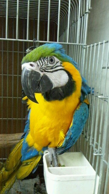 nanatoy1's profile picture. ｵｶﾒ♂彪(とら)、ｵｶﾒ♀李(すもも)ﾙﾘｺﾝｺﾞｳ♀藍(らん)。そして、'12 12 24、ｿﾛﾓﾝｵｳﾑの『ﾊﾙ』改め、『陽(はる)』が仲間に加わりました!!
最近は、世界的狩人業にも精を出しておりまする。
アメブロは只今、開店休業状態death。