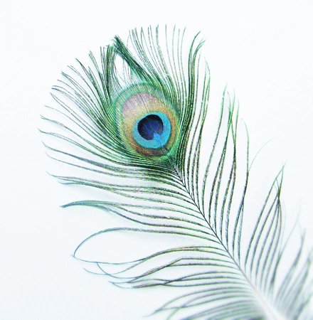 Feather Photography by Val Rose. Hampshire based photographer.