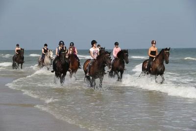 LokRijpaarden's profile picture. Rijpaarden Verhuur Lok