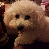 Woods Pet Transport (@woods_transport) 's Twitter Profile