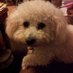 Woods Pet Transport (@woods_transport) Twitter profile photo Woods Pet Transport (@woods_transport) Twitter profile photo