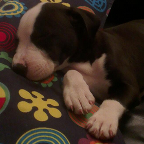 NiClover's profile picture. Boo!