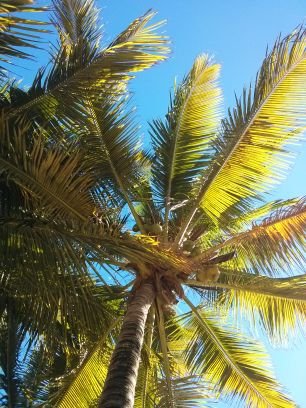 Cekulis's profile picture. 