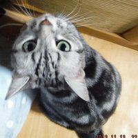 チャンコユ (@manahidechan) 's Twitter Profile