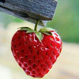 ‏سُبْحَانَ ٱللّهِ وَبِحَمدِهِ سُبْحَانَ ٱللّهِ ٱلعَظِيمِ