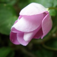 Romina roy (@rominaroy23) 's Twitter Profile Photo Romina roy (@rominaroy23) 's Twitter Profile Photo