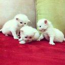 دب مزه. ووسيم (@0525525525) Twitter