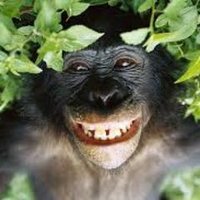 olinux (@olinux68) 's Twitter Profile Photo