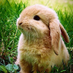 Yoly (@macaruchi) Twitter profile photo