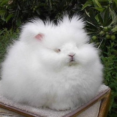 うさぎ系女子