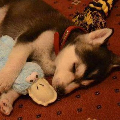 ほっこりアニマ ル ほっぺを膨らませたキリン Cute Animals 11 Http T Co Vsmwdmtzii ほっこりアニマ ル ほっぺを膨らませたキリン Cute Animals 11 Http T Co Vsmwdmtzii