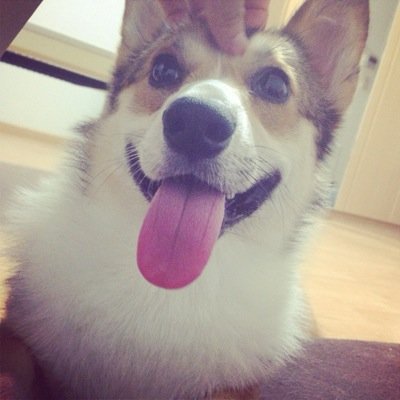 ちょっとおばかなわんぱくコーギー ロト(♂)です。よろしく！つらつらと写真をはっつける。2013年6月生まれ🐶💓