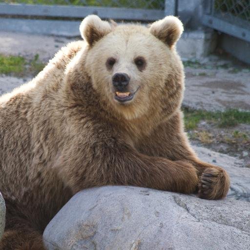 I am a bear running for Mayor of Kitchener, ON. Think change! Think bears!