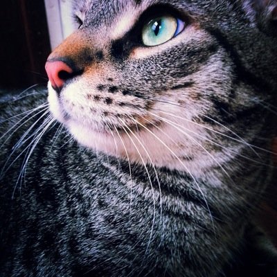 quivolon's profile picture. 