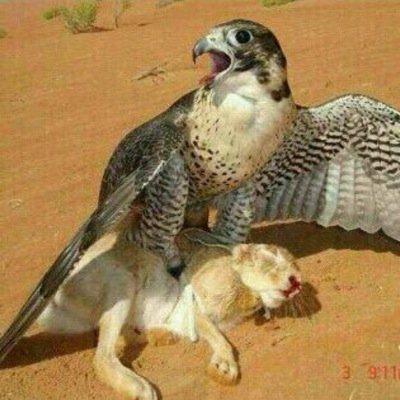 ليـسى كل ما اكتبه اعيشه لكن هناك نصوص كانهـا معزوفات يـرفض عقلي ان يتجـاهلها ... الخــاص مهمـل