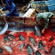 Our goal is 2 end the capture and slaughter of dolphins in Taiji.