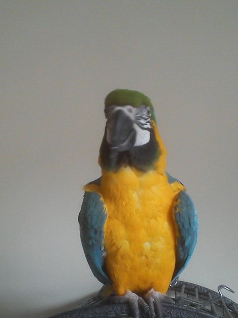 greenwood_nigel's profile picture. 