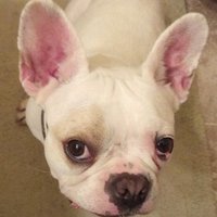 Coco B Chanel (@thecocobchanel) 's Twitter Profile