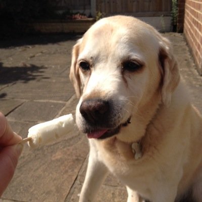 Yellow lab owned by @shakemystick. Likes: doggy treats, biscuits, muddy puddles. Dislikes: woodpigeons, lettuce