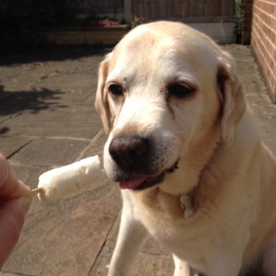 Yellow lab owned by @shakemystick. Likes: doggy treats, biscuits, muddy puddles.  Dislikes: woodpigeons, lettuce