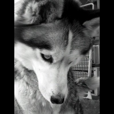 I'm a Purebred Siberian Husky and I'm cute as fuck my owner is @hey_its_kasha