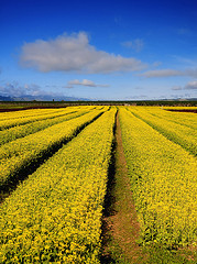 JNelsonAnexio's profile picture. No VWs, No life. I love Aircooled-VWs!