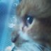 Lord Tjorn (@aalverbo) Twitter profile photo