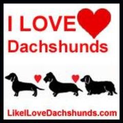 I Love Dachshunds + helping those in need by raising money on our gifts site http://t.co/nBuAuKMVRl and raising awareness on our fun blog http://t.co/uPrrED5r2i