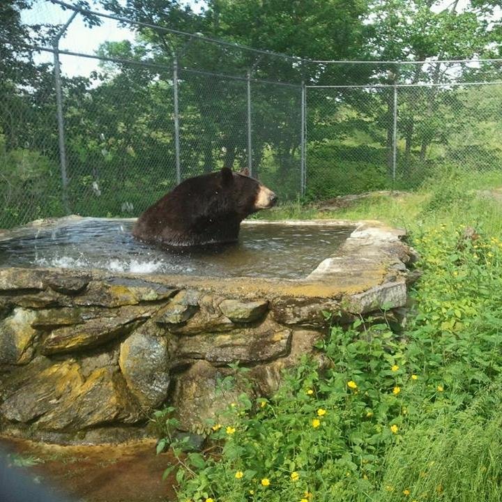 We are a 501 C-3 Non-profit dedicated to providing homes for non-domestic animals and educating the public about their plight in the wild.