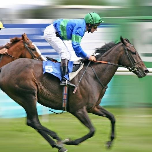 Horse Racing Fanatic.Looking for all information about Horses on Twitter.