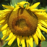Stacy🌻 (@stac1205) 's Twitter Profile Photo