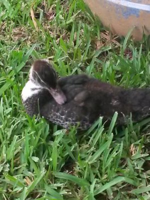 sunshineten3's profile picture. 