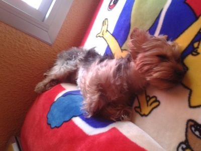 javifyah1's profile picture. 