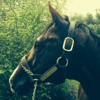 Heritage Stallions (@mdstallions) 's Twitter Profile