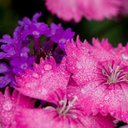 OFELIA MONZON. T - @283f6a906012448 - Twitter