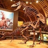 cokedokie's profile picture. 